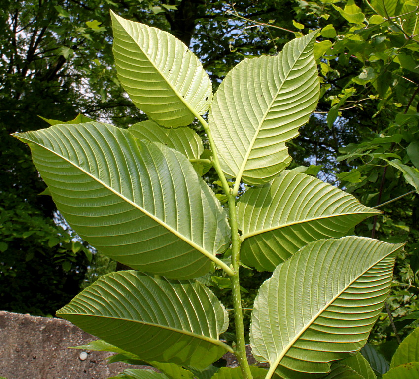 Image of Rhamnus alpina ssp. fallax specimen.