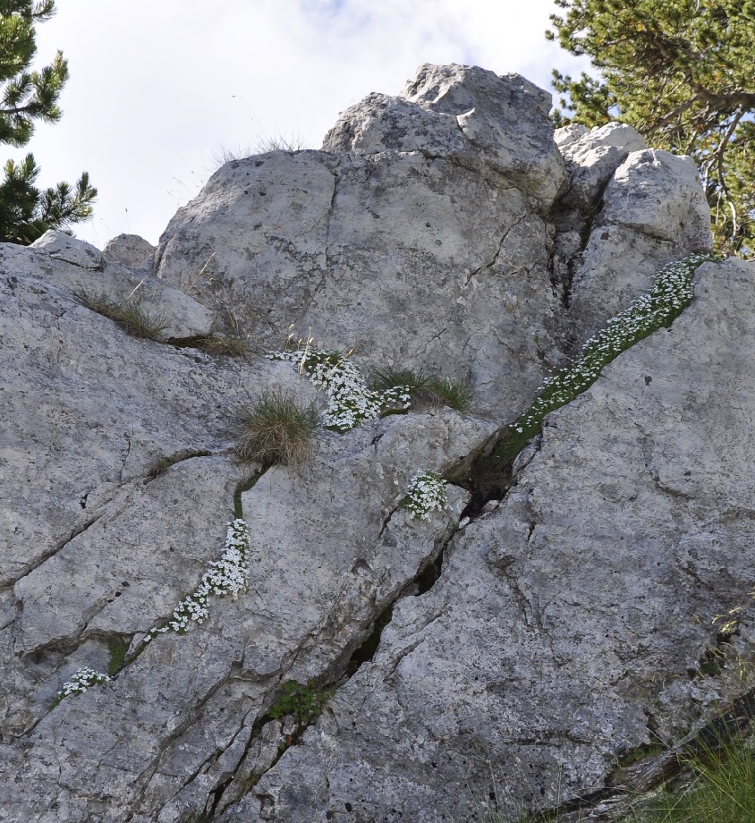 Image of Arenaria cretica specimen.