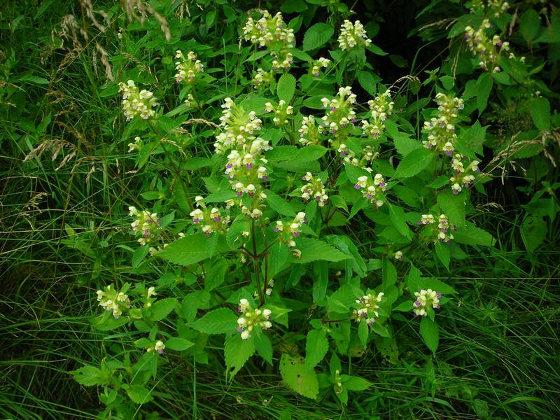 Image of Galeopsis speciosa specimen.