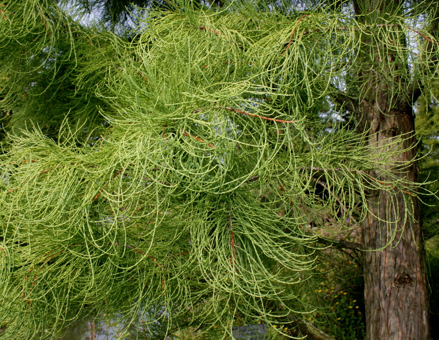 Image of Taxodium distichum var. imbricatum specimen.