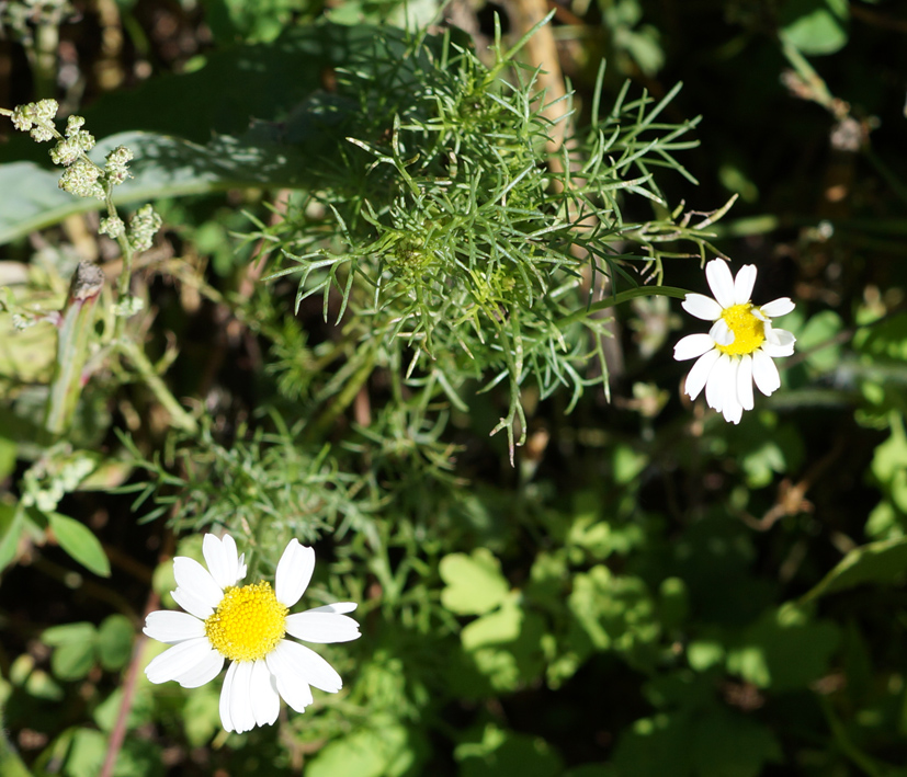 Image of Tripleurospermum inodorum specimen.