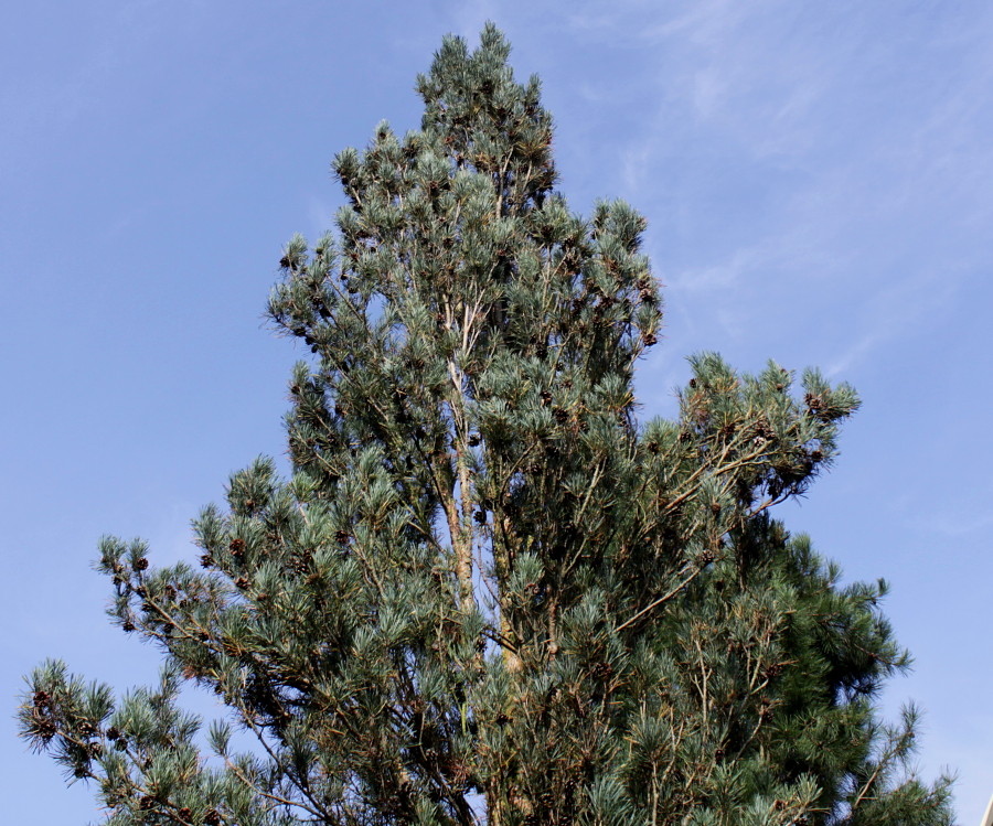 Изображение особи Pinus sylvestris.