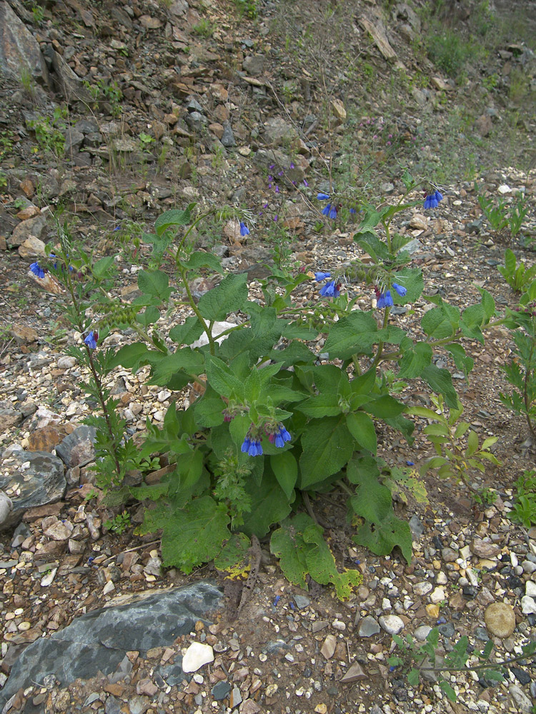 Image of Symphytum asperum specimen.