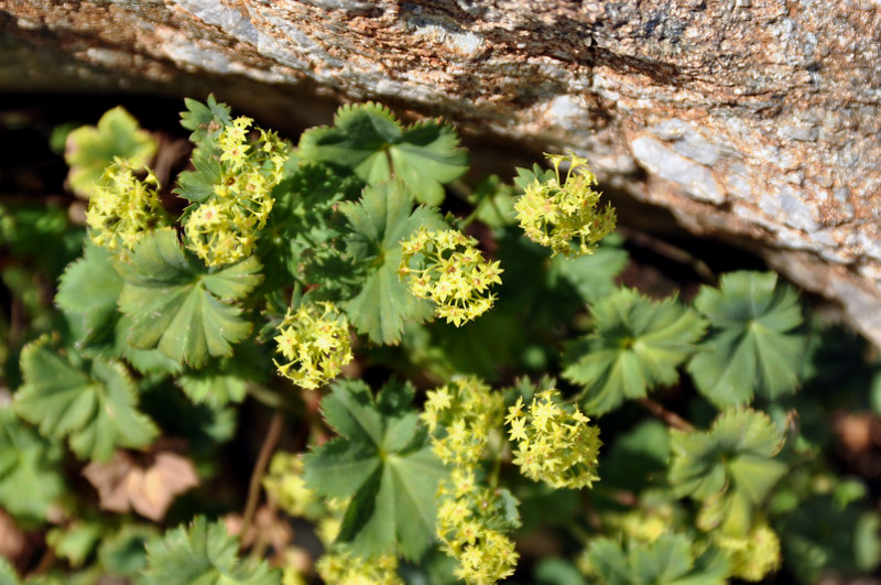 Image of genus Alchemilla specimen.