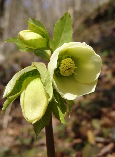 Image of Helleborus caucasicus specimen.