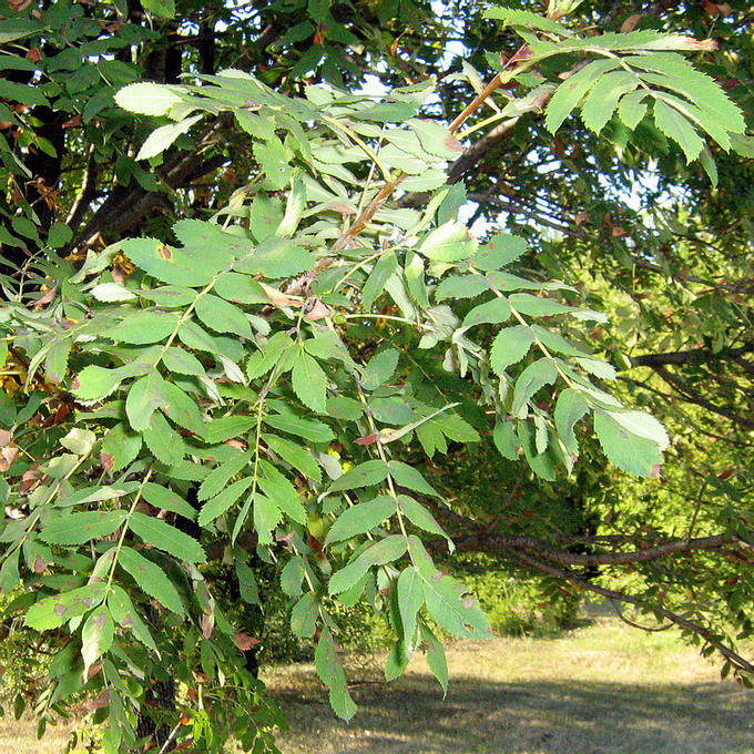 Image of Sorbus domestica specimen.