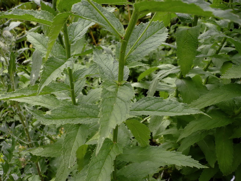 Изображение особи Gadellia lactiflora.