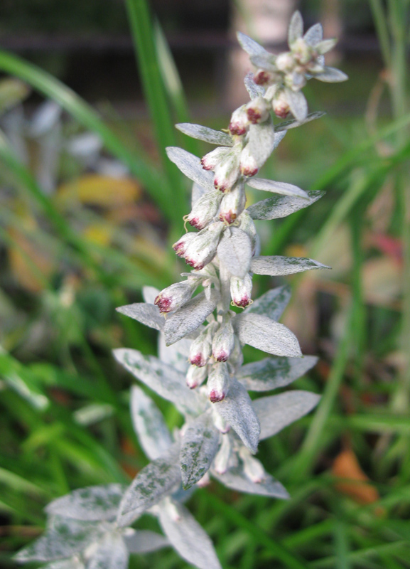 Image of Artemisia ludoviciana specimen.