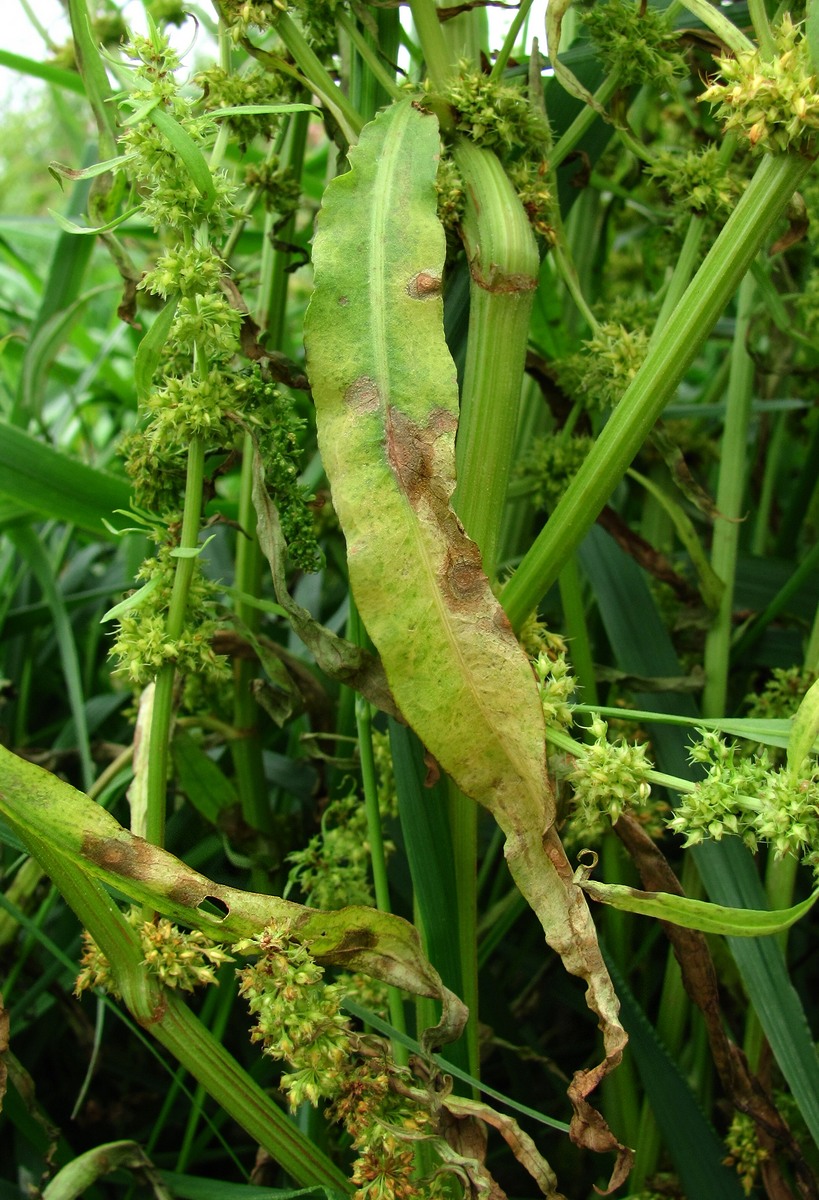 Image of Rumex maritimus specimen.