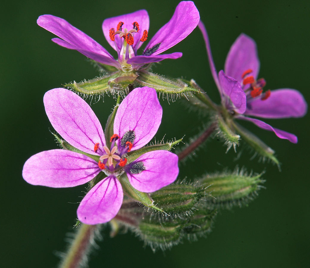 Image of Erodium cicutarium specimen.