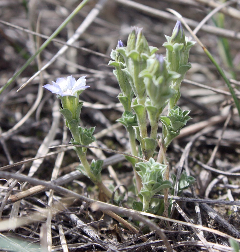 Image of Gentiana squarrosa specimen.