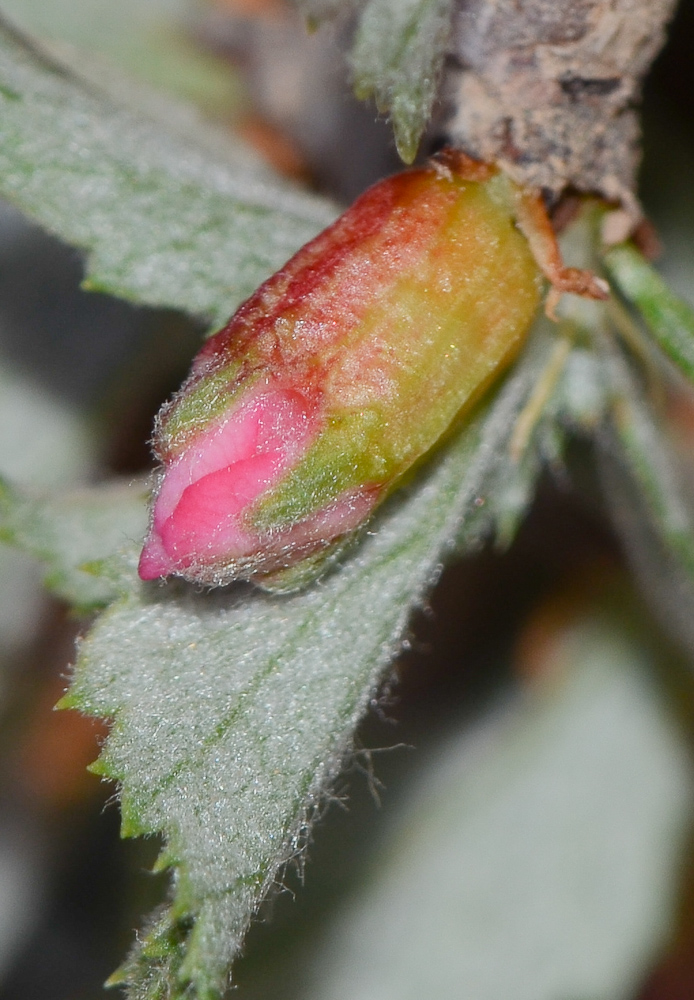 Image of Cerasus prostrata specimen.