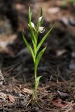 Cephalanthera longifolia