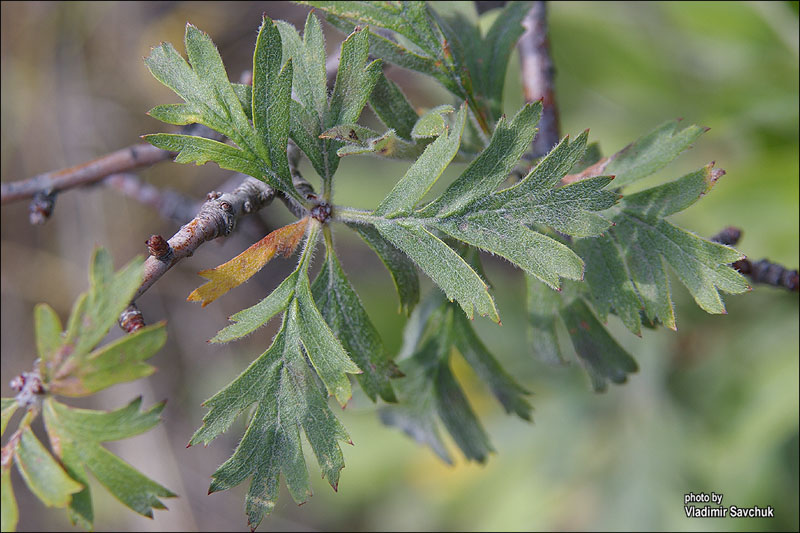 Image of Crataegus orientalis specimen.