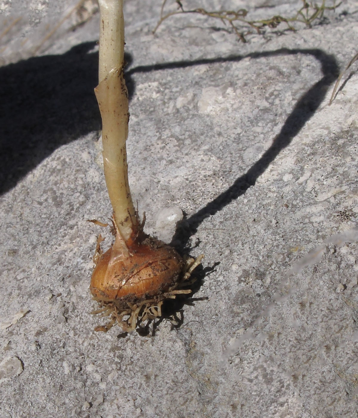 Image of Crocus speciosus specimen.