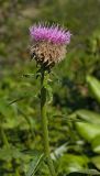 Stemmacantha carthamoides. Верхушка цветущего растения. Бурятия, Байкальский заповедник, верхняя часть северного склона хр. Хамар-Дабан, окр. научного стационара \"Чум\", высокотравный луг. 29.07.2012.