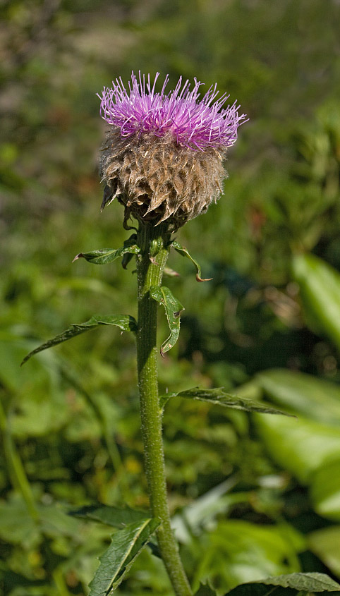 Image of Stemmacantha carthamoides specimen.