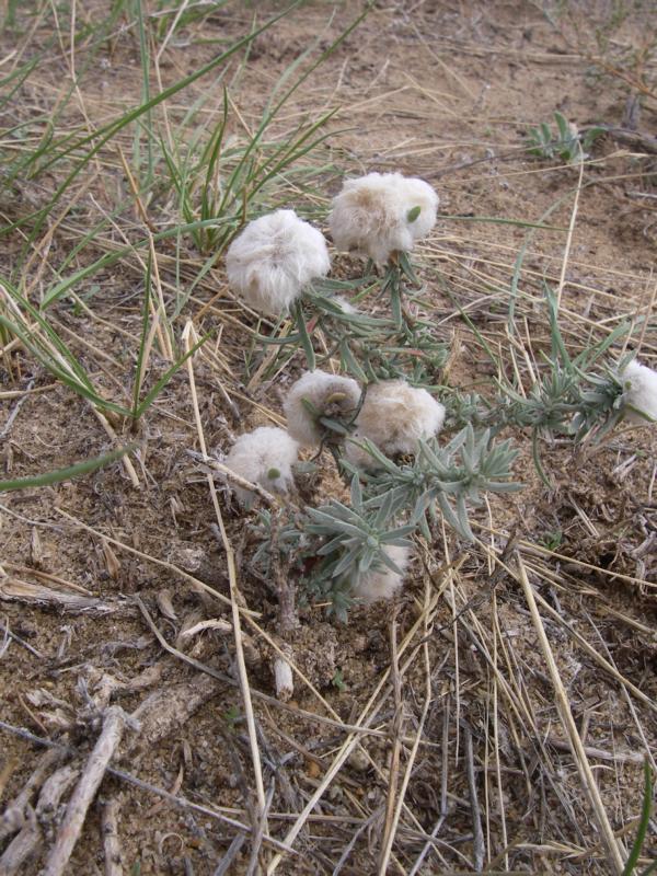 Image of Bassia prostrata specimen.