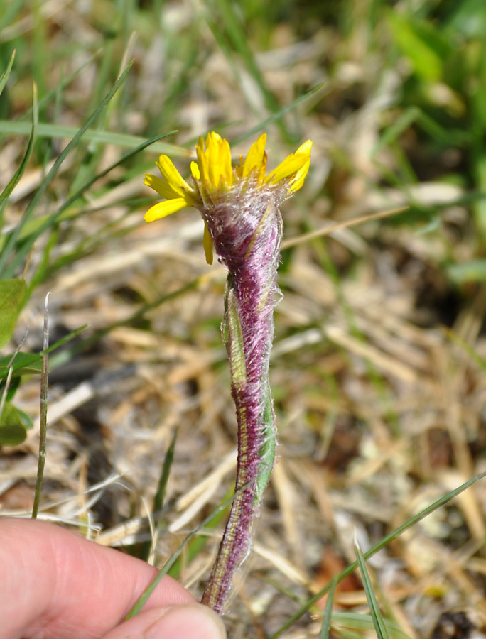 Изображение особи Tephroseris atropurpurea.