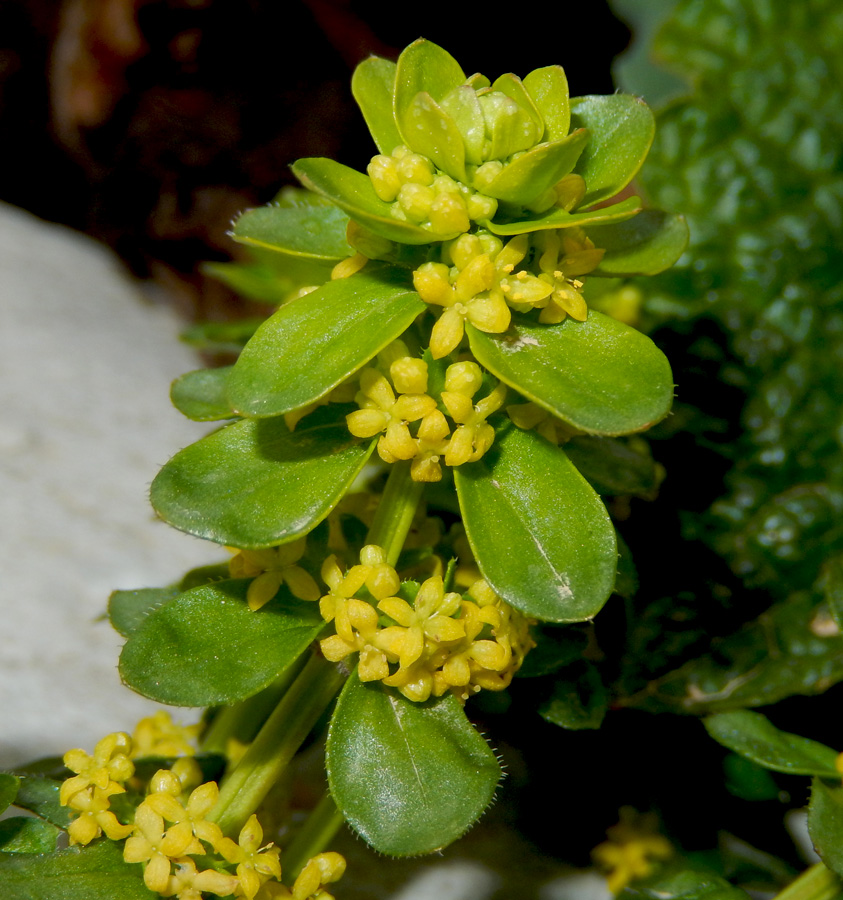 Image of Cruciata laevipes specimen.