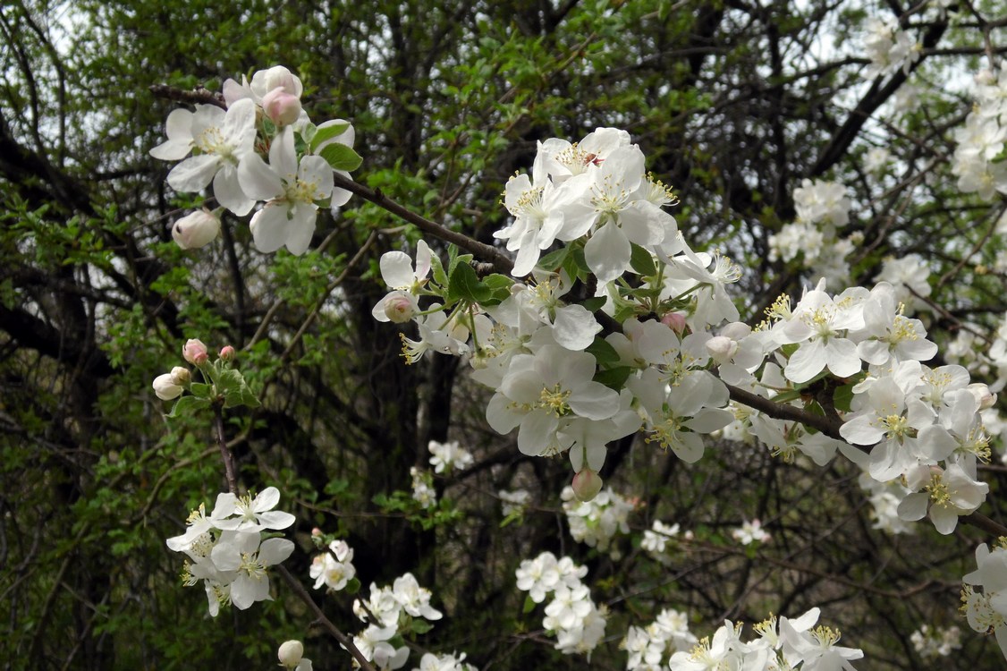 Изображение особи Malus orientalis.