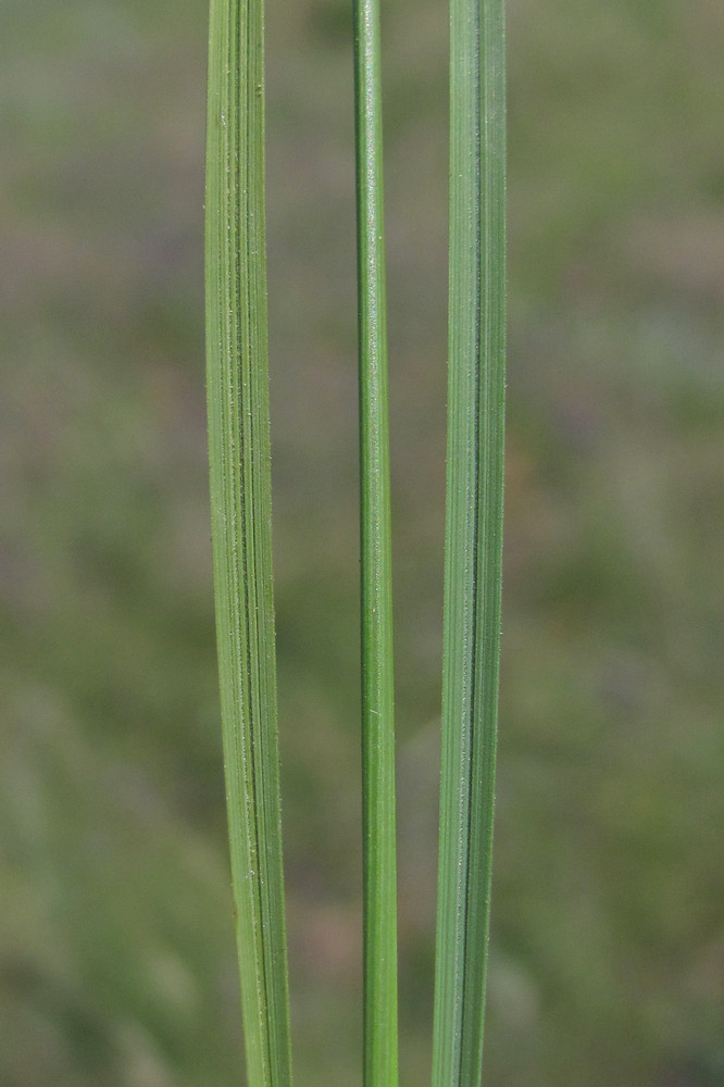 Изображение особи Stipa pulcherrima.