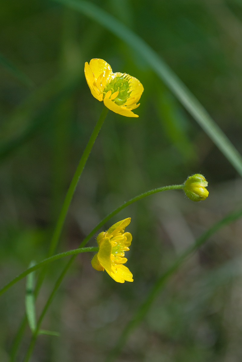 Изображение особи Ranunculus monophyllus ssp. vytegrensis.