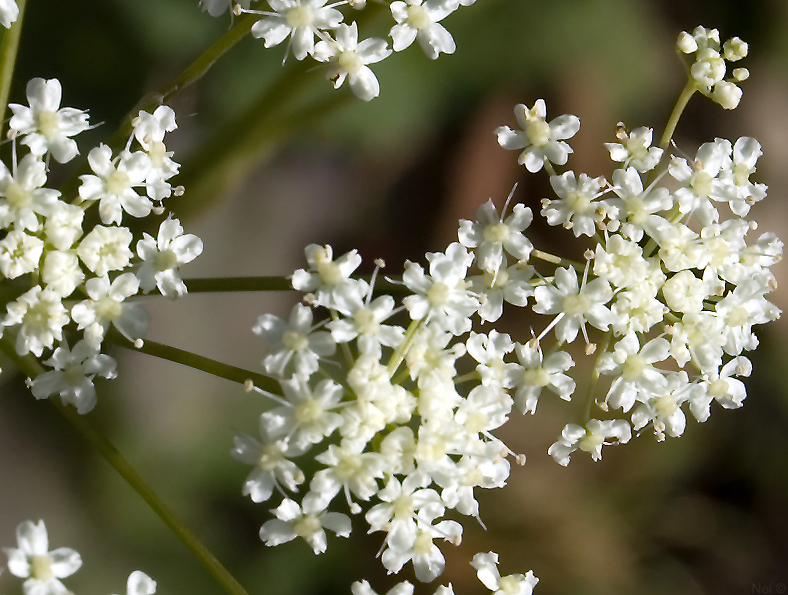 Изображение особи Pimpinella nigra.