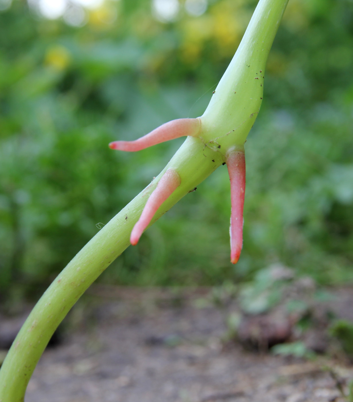 Image of Impatiens parviflora specimen.