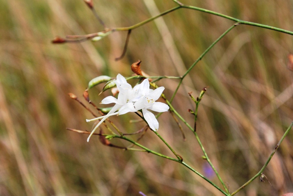 Image of Delphinium consolida specimen.