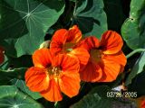 Tropaeolum majus. Цветки. Израиль, г. Бат-Ям, парк. 26.02.2005.