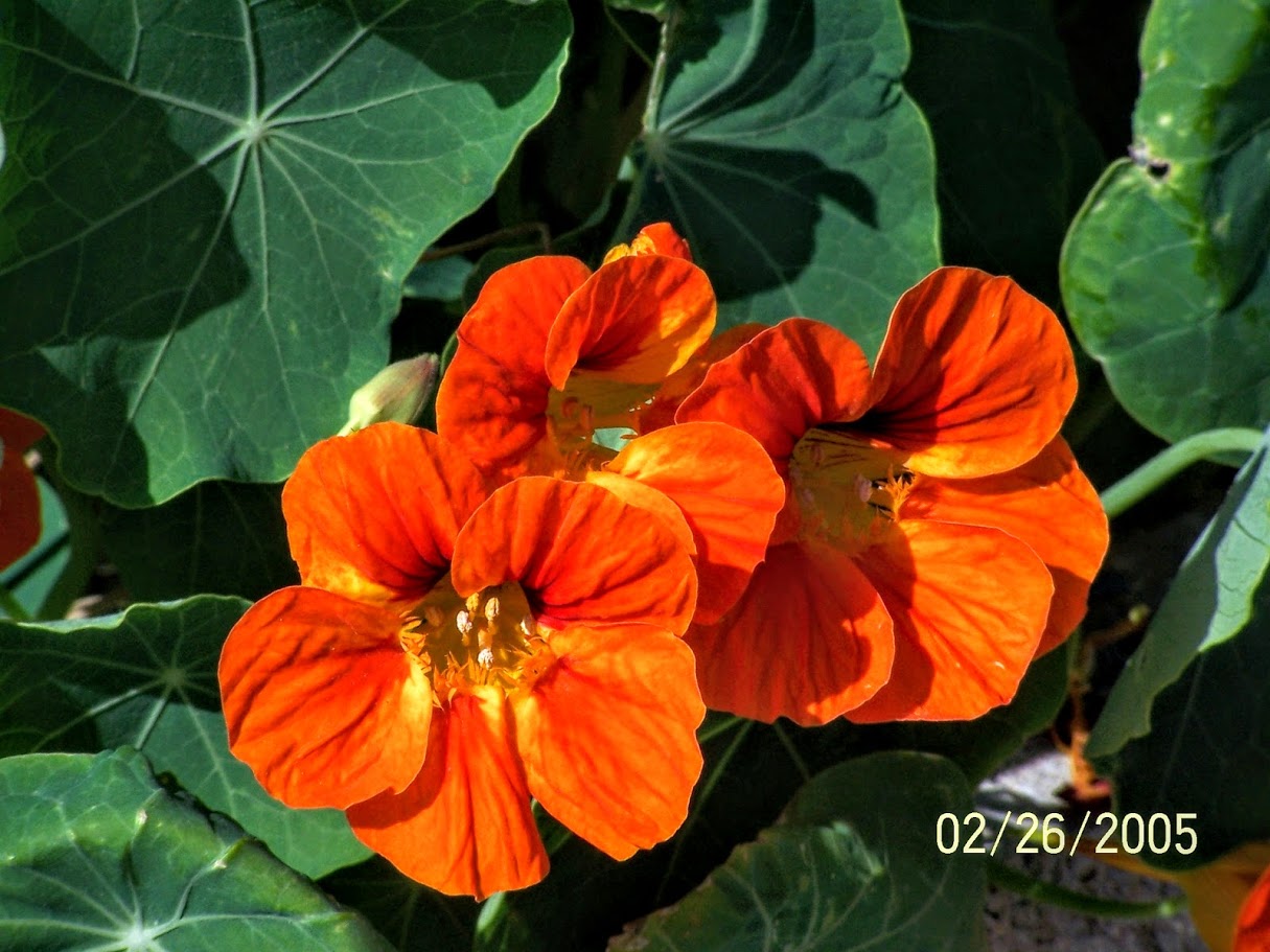 Image of Tropaeolum majus specimen.