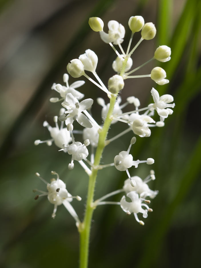 Изображение особи Maianthemum bifolium.