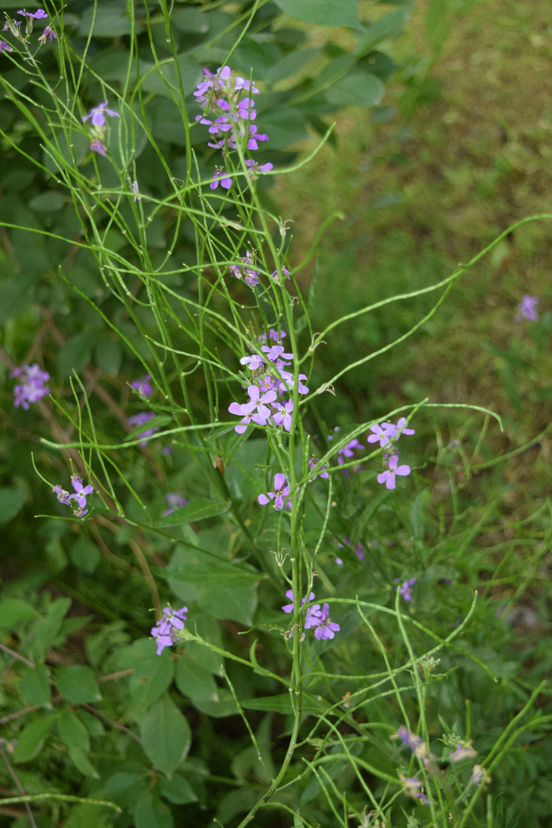 Изображение особи род Hesperis.