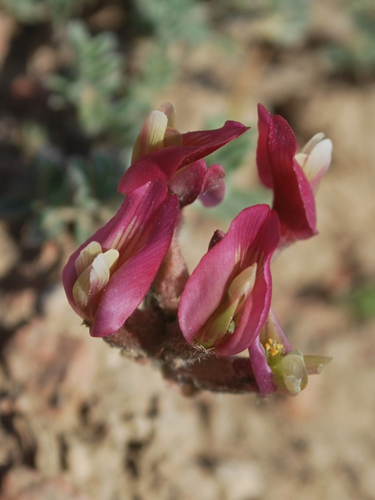 Изображение особи Astragalus dolichocarpus.