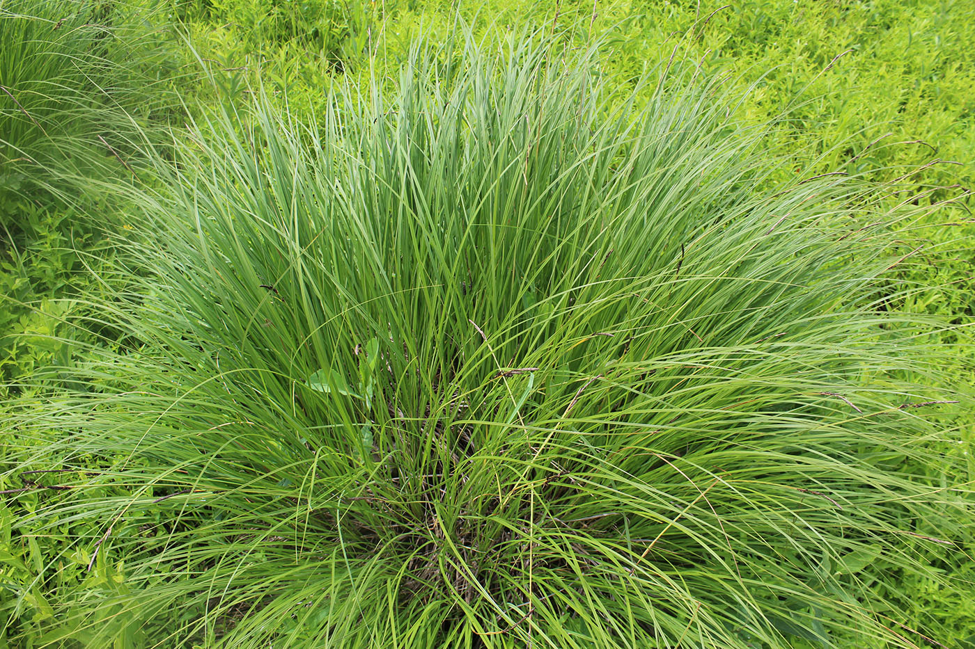 Изображение особи Carex omskiana.
