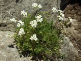 Draba ussuriensis. Цветущее растение на скале. Магаданская обл., окр. Магадана, бухта Нагаева. 11.06.2013.