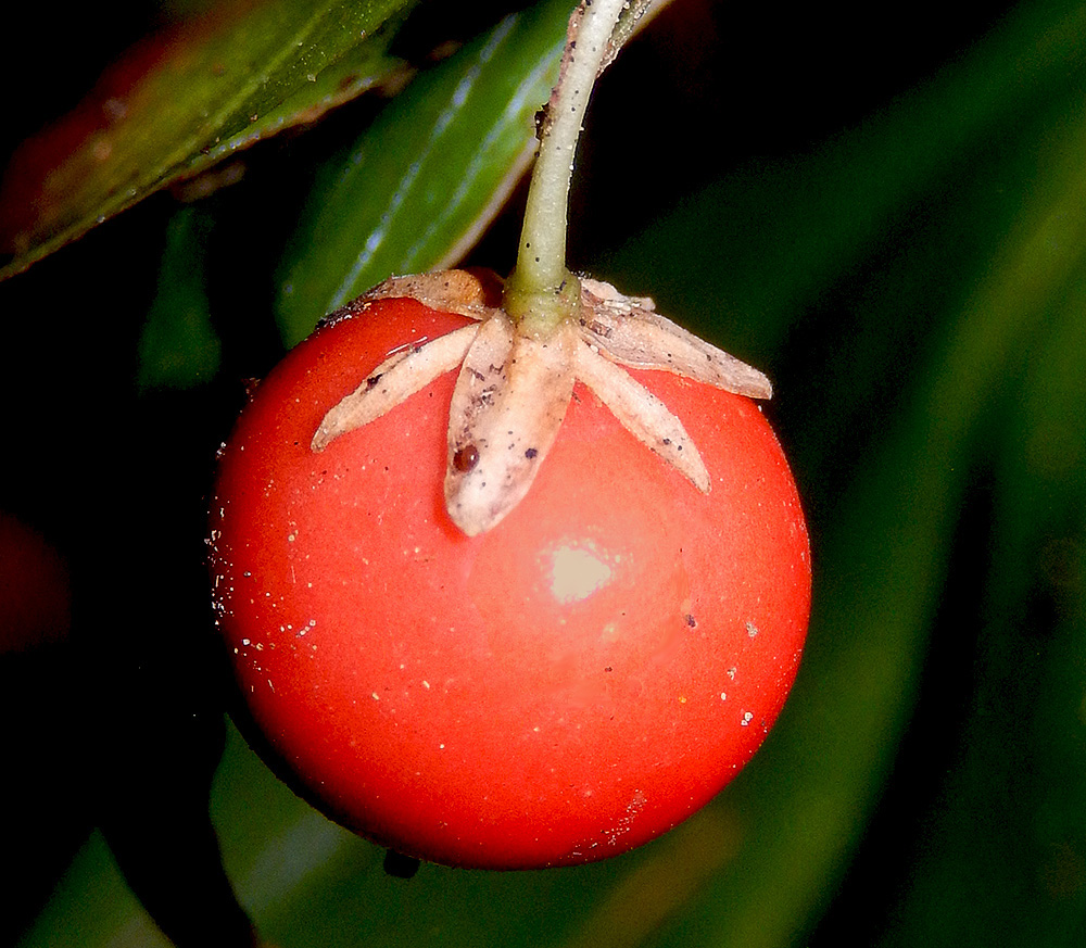Image of Ruscus colchicus specimen.