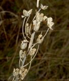 Ornithogalum ponticum