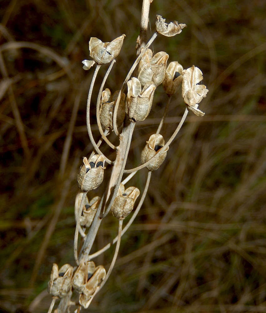 Image of Ornithogalum ponticum specimen.