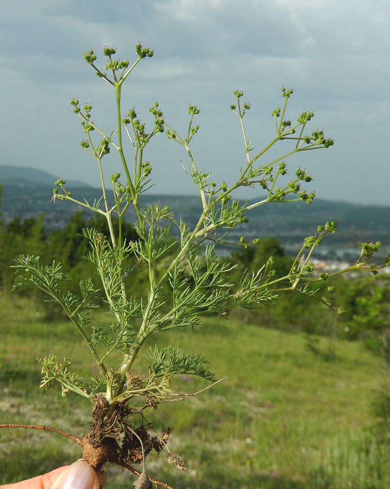 Image of Trinia hispida specimen.