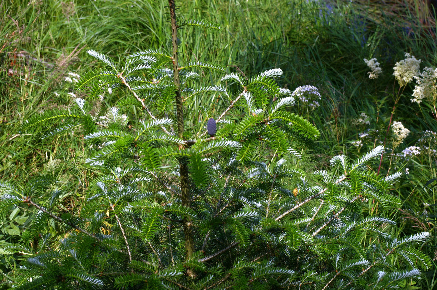 Изображение особи Abies alba.