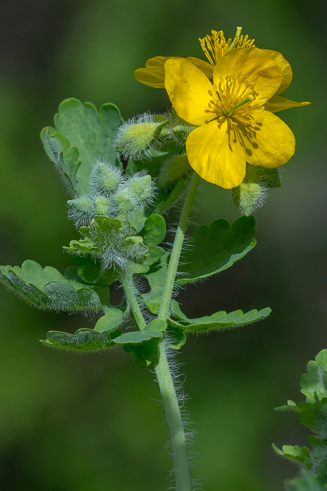 Image of Chelidonium majus specimen.