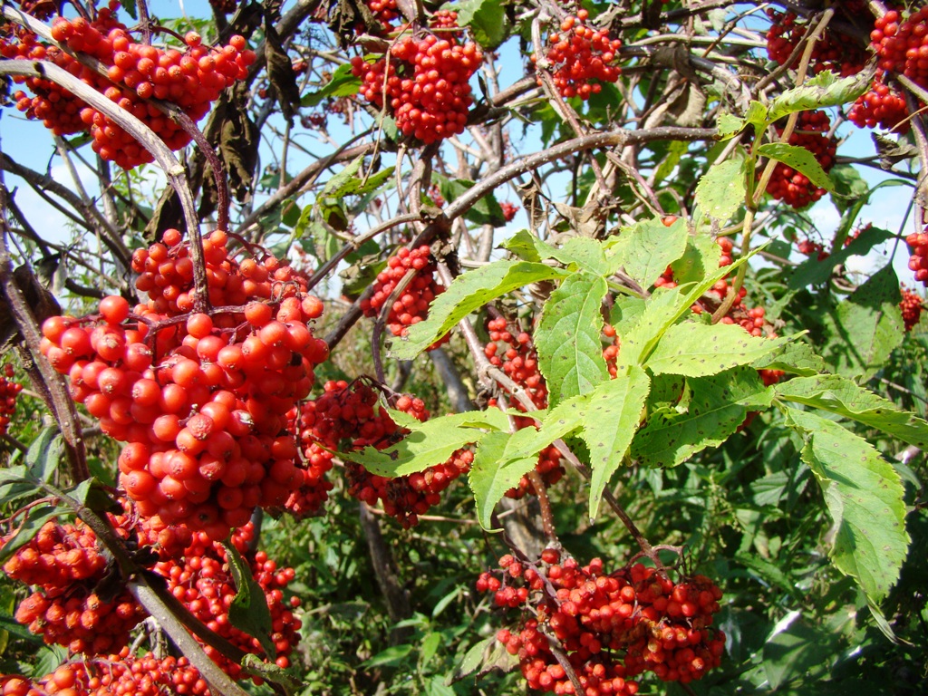 Image of Sambucus racemosa specimen.