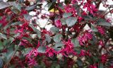 Loropetalum variety rubrum