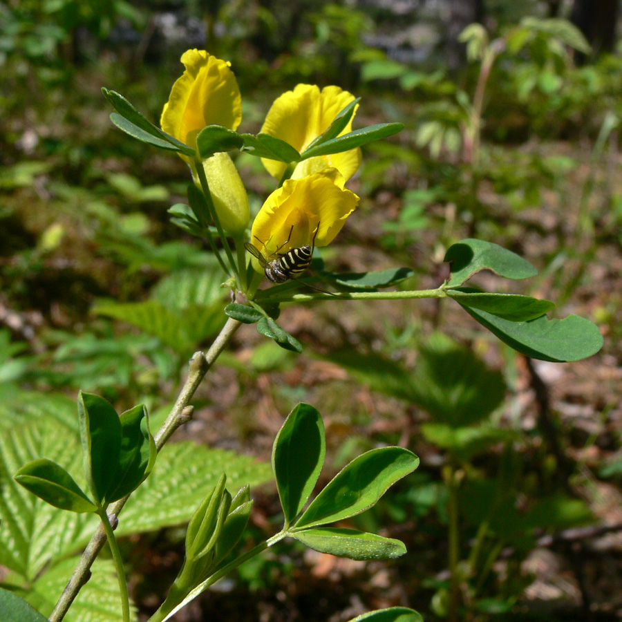 Image of Chamaecytisus ruthenicus specimen.