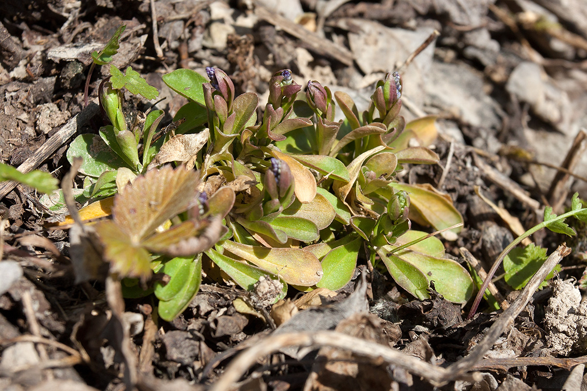 Image of Polygala amarella specimen.