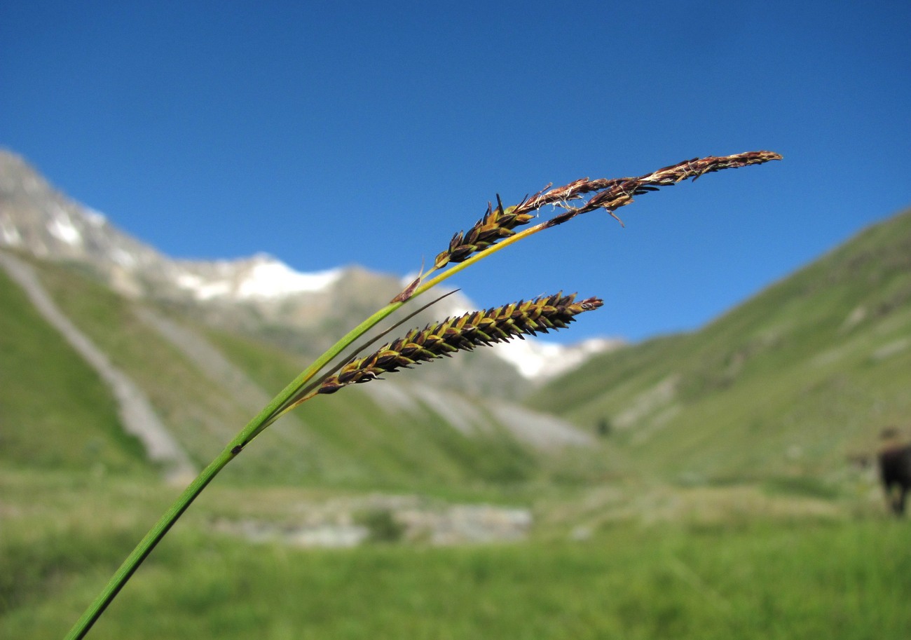 Image of genus Carex specimen.