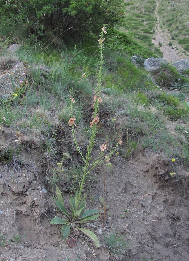 Image of Verbascum &times; ignescens specimen.