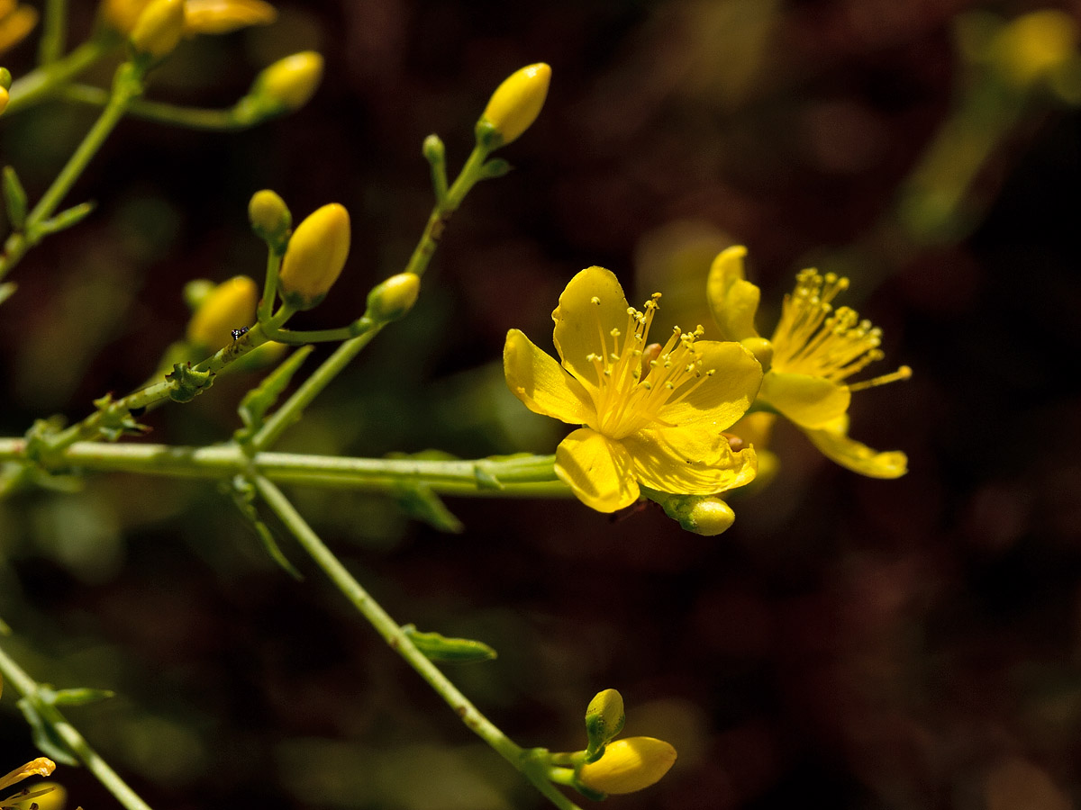 Image of Hypericum triquetrifolium specimen.